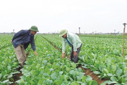 Thẩm định huyện Mê Linh đạt chuẩn nông thôn mới năm 2021