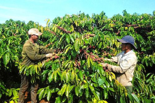 Nông dân Gia Lai phấn khởi trước vụ thu hoạch cà phê