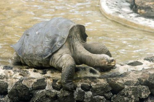 Cảnh thui thủi tội nghiệp của những con vật cô đơn nhất thế giới