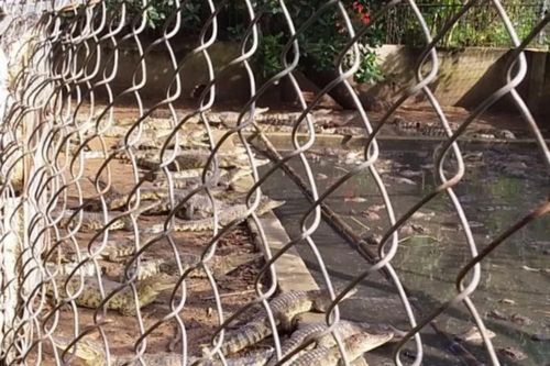 Nhiều cá sấu xuất hiện ở suối, kênh thủy lợi: Chính quyền địa phương nói gì?
