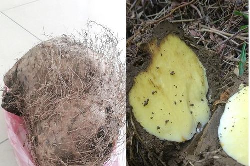 Xác định được tên và độc tố của loại củ rừng khiến 7 người ngộ độc phải cấp cứu