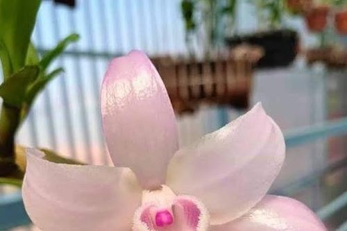 Bị cưỡng đoạt cả trăm triệu vì bán lan đột biến sai giống