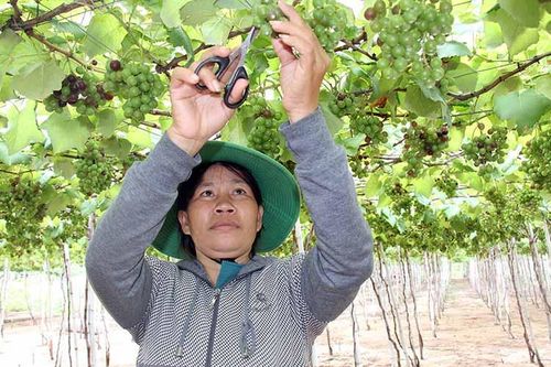 Phát triển vùng cây ăn quả Nam Trung Bộ và Tây Nguyên theo hướng bền vững