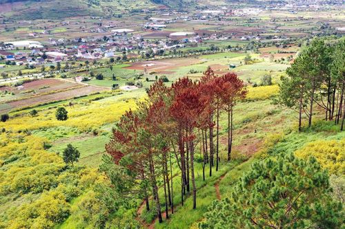 Hàng chục cây thông ba lá bị 'đầu độc' tại Lâm Đồng