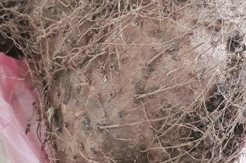 Bộ Y tế tìm ra chất gây ngộ độc trong loại củ rừng khiến 7 người cấp cứu