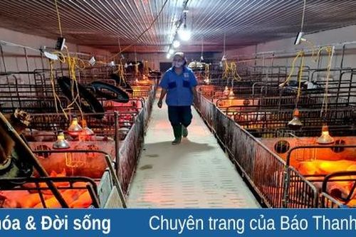 Quy mô trang trại chăn nuôi lợn trăm tỷ đồng tại xã Xuân Khang (Như Thanh)