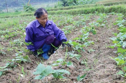 Khẩn trương sản xuất vụ đông