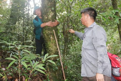 Vùng chè cổ thụ trên dãy núi Lảo Thẩn