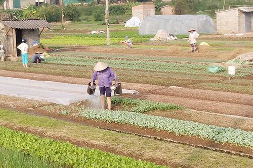 Sản xuất vụ Đông vượt kế hoạch