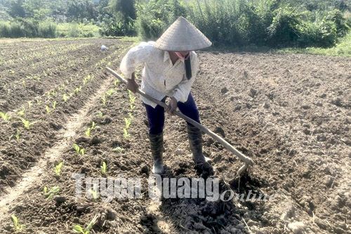 Rộn ràng trên các xứ đồng