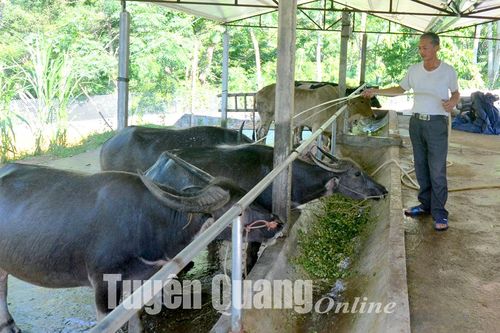 Xây dựng chỉ dẫn địa lý cho sản phẩm thịt trâu Chiêm Hóa