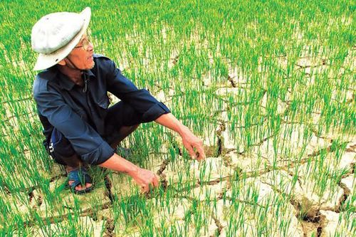 Biến đổi khí hậu đe dọa nông dân Việt Nam và nông nghiệp toàn cầu