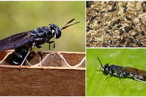 'Côn trùng lý tưởng' cung cấp năng lượng cho cả thế giới