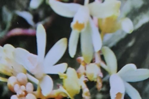 Phát hiện loài lan không lá quý hiếm ở Quảng Trị