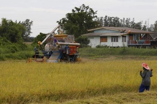 Thái Lan sẽ dành hơn 2,7 tỷ USD để hỗ trợ nông dân trồng lúa