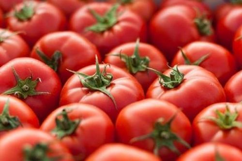 Thương mại hóa cà chua - thực phẩm đầu tiên chỉnh sửa gen bằng công nghệ CRISPR