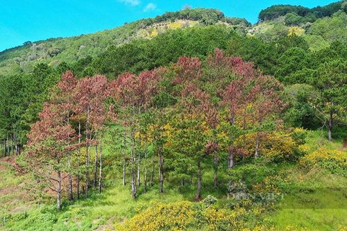 67 cây thông ba lá bị 'tàn sát' ở Lâm Đồng: Quý hiếm sao?