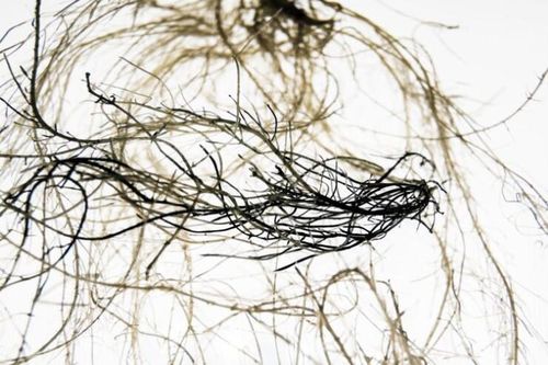 Phát triển rễ cây có khả năng dẫn điện