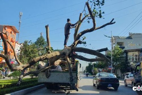 Thanh Hóa: Xe quá khổ, gây khổ cho dân
