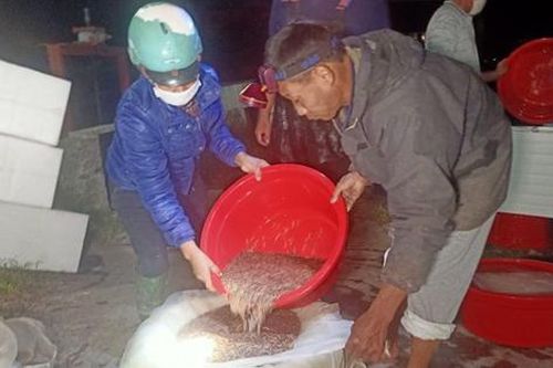 Rươi đầu mùa Hải Dương giá 'mềm' bất ngờ, không như lời đồn