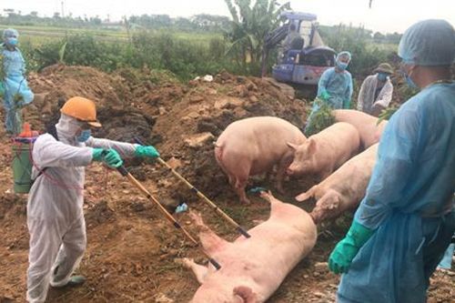 Quảng Trị bùng phát dịch tả lợn châu Phi