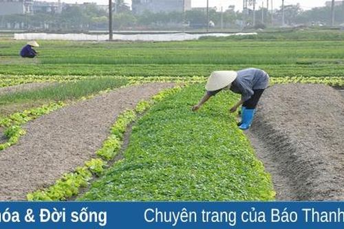 Sản xuất rau an toàn tại Quảng Thành