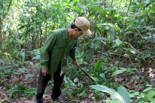Chủ động phòng cháy, chữa cháy rừng mùa khô hanh