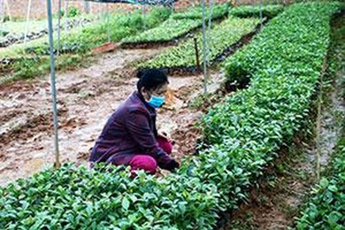 Nông dân thành phố Lạng Sơn: Phát triển kinh tế từ ươm giống cây lâm nghiệpTin khácLinh hoạt hình thức hưởng ứng Ngày Pháp luậtPhát huy truyền thống đoàn kết, quyết tâm xây dựng tỉnh Lạng Sơn phát triển nhanh, bền vững