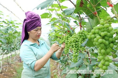 Mường Bon khai thác lợi thế để phát triển kinh tế