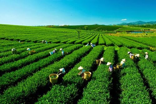 Thúc đẩy cơ hội việc làm cho lao động trẻ vì một nền kinh tế xanh