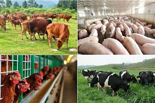 Những nỗ lực vượt khó của ngành nông nghiệp trong đại dịch Covid-19