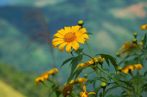 Dã quỳ rực rỡ trên cung đường biên giới tây Nghệ