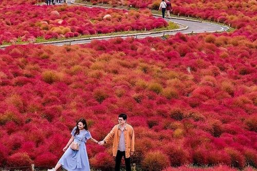 Mướt mắt những đồi cỏ Kochia rực rỡ ở Nhật Bản