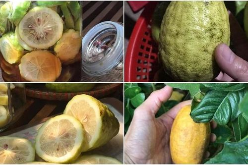 Loại chanh rừng dài cả gang tay, giá đắt đỏ khách ráo riết lùng mua
