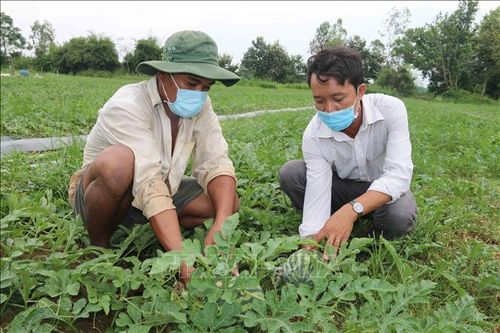 Trà Vinh giá dưa hấu tăng 3.000 - 4.000 đồng/kg so với vụ trước