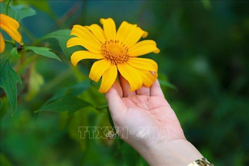 Hoa dã quỳ nhuộm vàng các cung đường miền Tây Nghệ