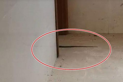 Vừa đặt cọc thuê nhà xong, chủ nhà tái mặt khi 'khách không mời' ghé thăm, đoạn kết khiến ai nấy kinh hãi