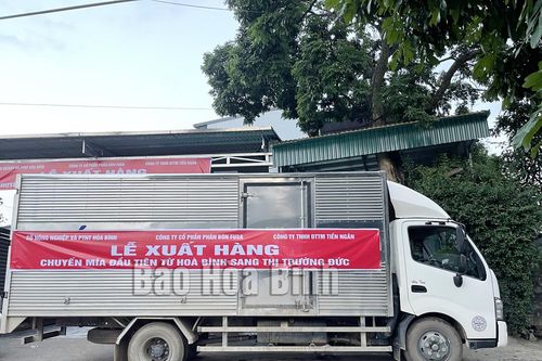 Những cây mía đầu tiên của Việt Nam xuất khẩu thành công sang nước Đức là mía tím hay mía trắng?