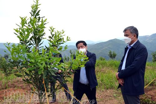 Tỉnh Điện Biên cần phát huy tiềm năng, lợi thế phát triển cây mắc ca