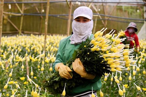 Hoa cúc Đà Lạt tăng giá mạnh