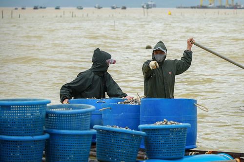 Chủ lồng, bè thủy sản ở Đà Nẵng điêu đứng