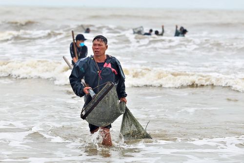 Ngâm mình dưới biển hàng giờ để vớt sò lông