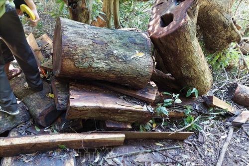 Khởi tố vụ án phá rừng, gây thiệt hại gần 22 m3 gỗ hương tại Vườn Quốc gia Kon Ka Kinh