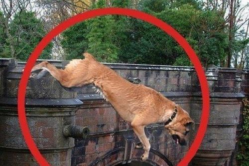 Bí ẩn 'cây cầu Thần chết' khiến 600 chú chó nhảy xuống 'tự tử'