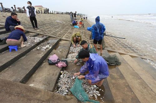 Hà Tĩnh: Người dân hồ hởi đổ xô đi vớt 'lộc trời' bị sóng đánh dạt vào bờ