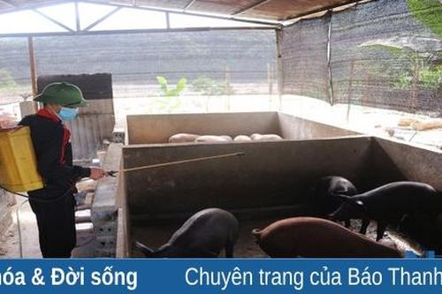 Huyện Quan Sơn tăng cường phòng, chống dịch tả lợn châu Phi