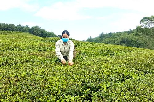 Để cây chè ở Thanh Sơn phát triển an toàn, hiệu quả