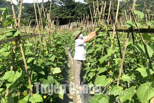 Cây vụ đông xanh mướt ruộng đồng