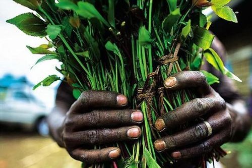 Lá Khat độc hại gây ảo giác
