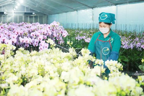 Hà Nội đẩy mạnh sản xuất nông nghiệp theo chuỗi giá trị: Bảo đảm 'đầu ra' cho nông sản